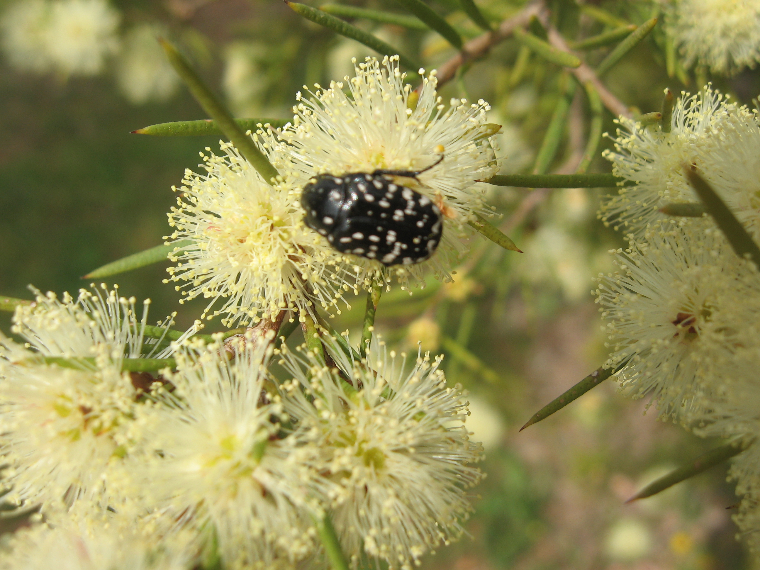 megacephala